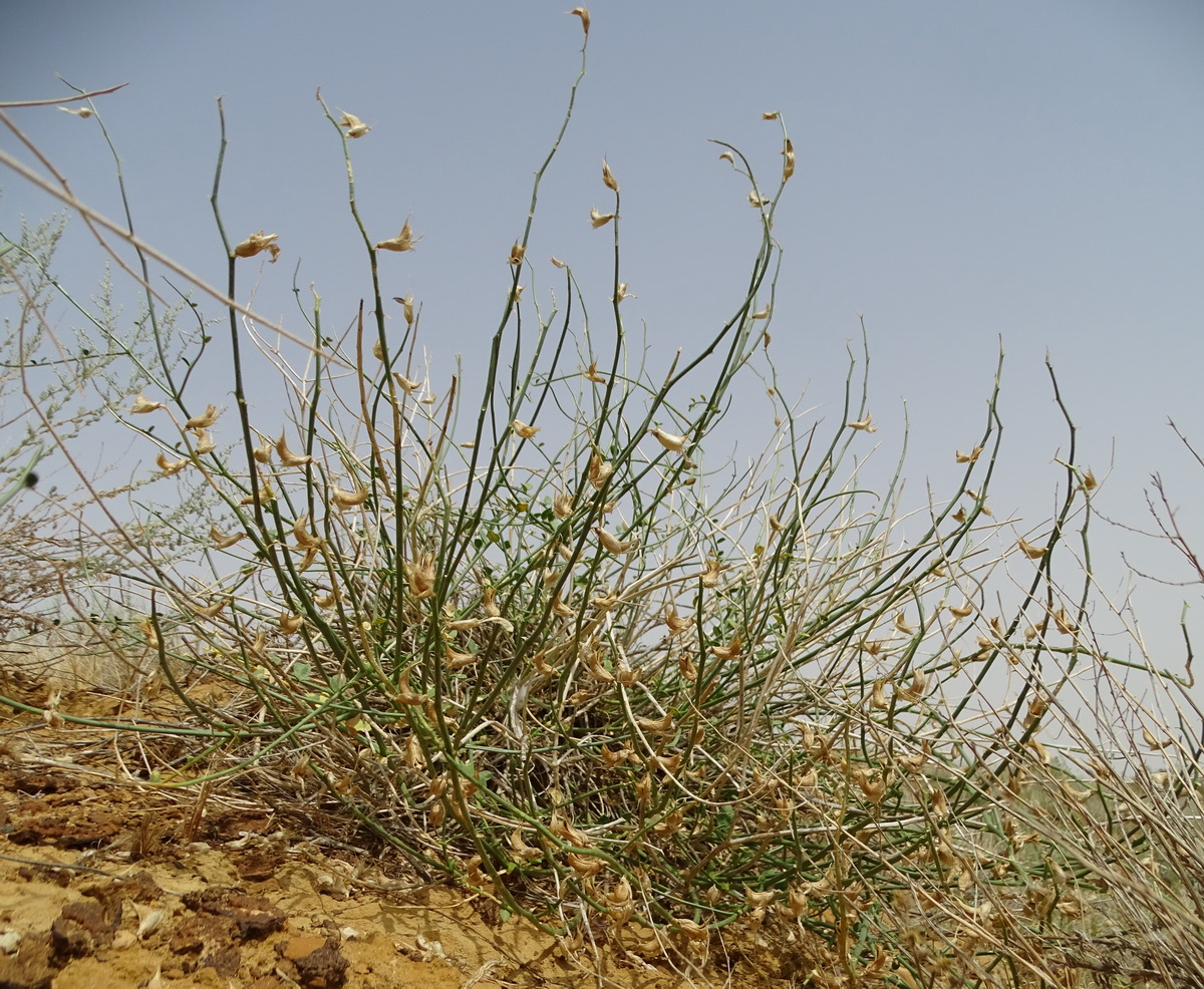 Изображение особи Astragalus amarus.