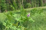 Vicia cassubica