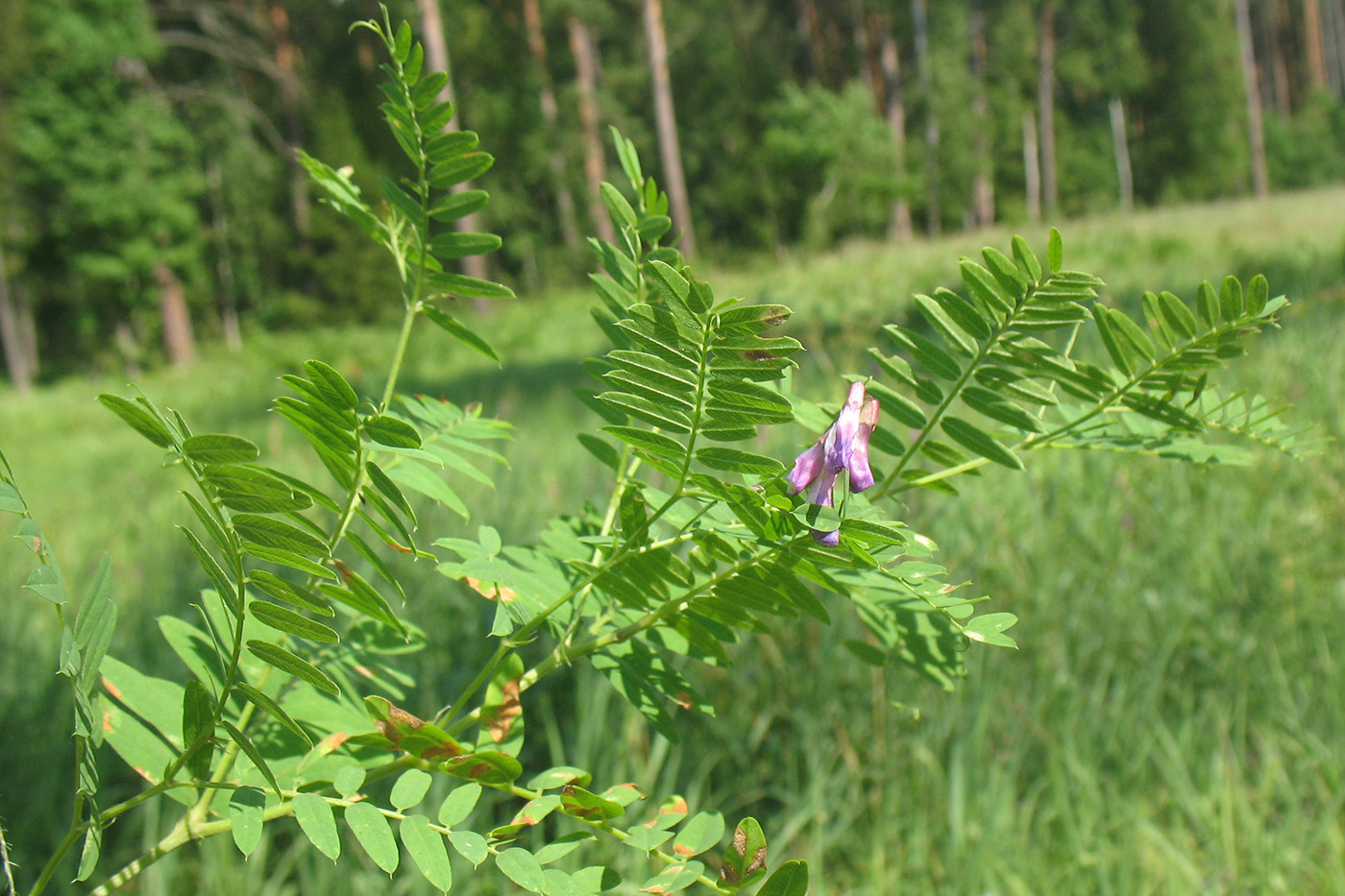 Изображение особи Vicia cassubica.