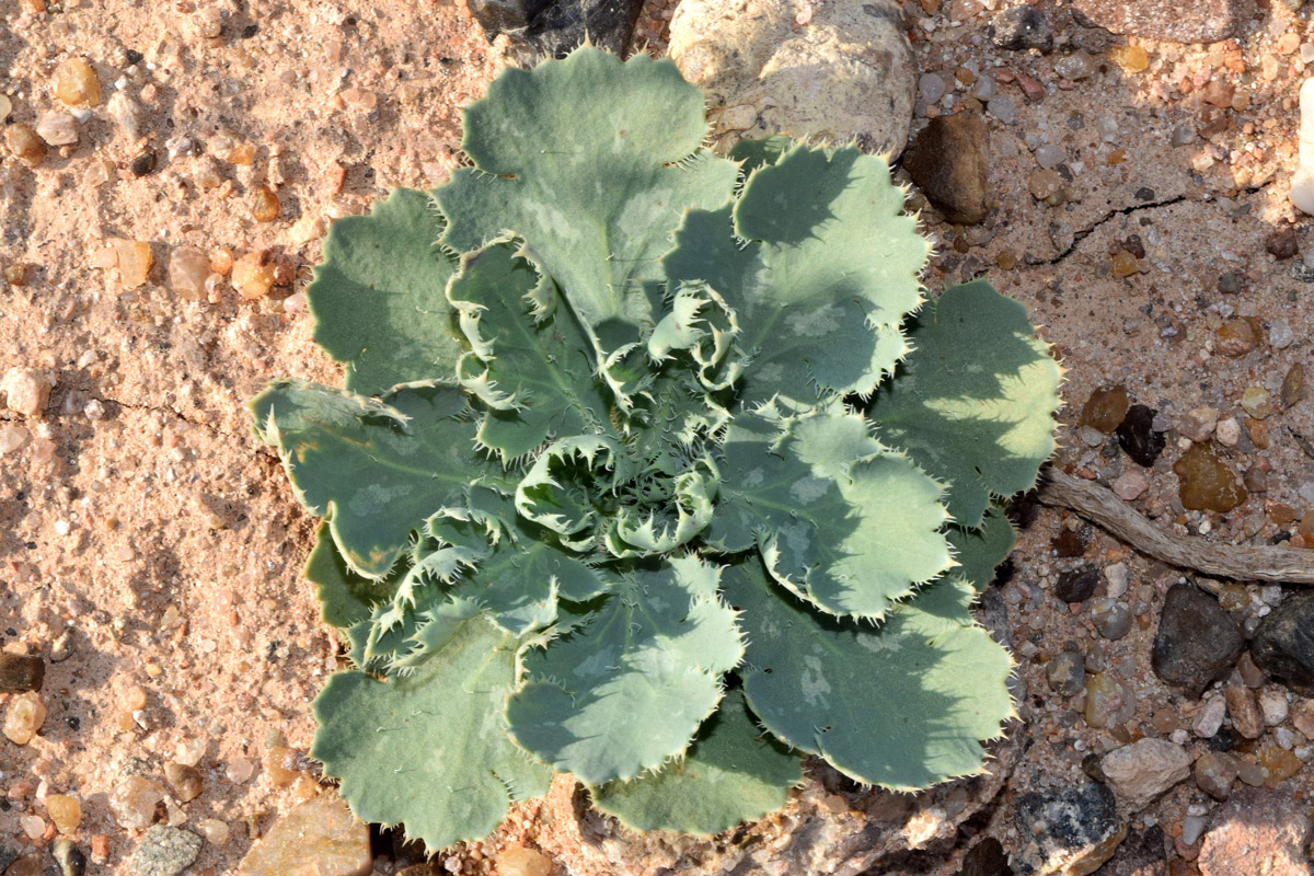 Image of Glaucium fimbrilligerum specimen.