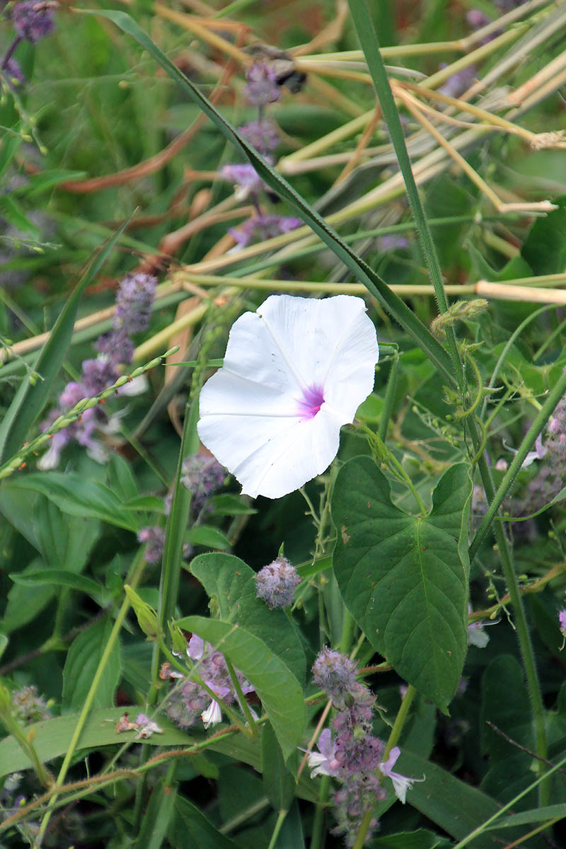 Изображение особи семейство Convolvulaceae.