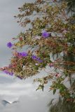familia Melastomataceae. Часть кроны с цветами и листьями. Папуа Новая Гвинея, регион Уэстерн-Хайлендс, окр. Camp JJ Komane mambuno. 22.08.2009.