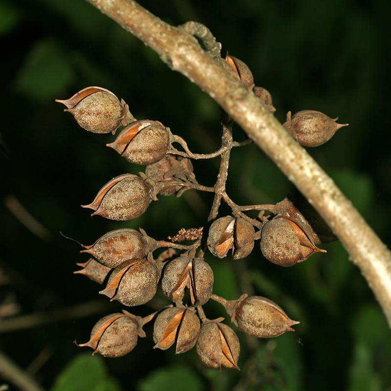 Image of Paulownia tomentosa specimen.