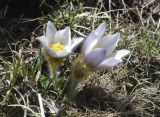 Pulsatilla vernalis