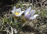 Pulsatilla vernalis. Цветущие растения. Испания, автономное сообщество Каталония, провинция Жирона, комарка Рипольес, муниципалитет Сеткасес, окр. курорта \"Вальтер 2000\", ≈2200 м н.у.м., каменистый луг. 15.05.2022.