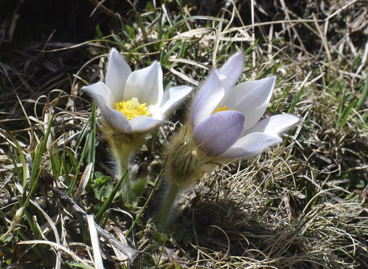 Image of Pulsatilla vernalis specimen.