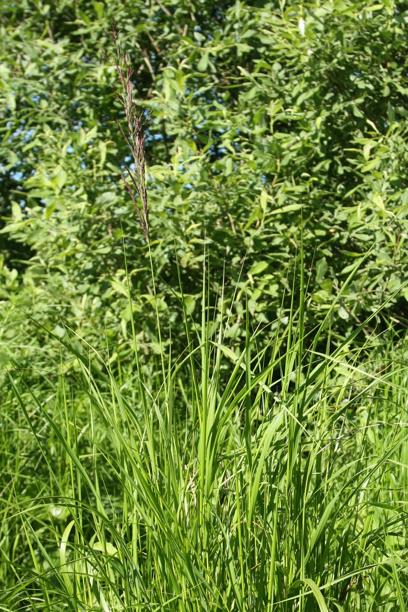 Изображение особи Calamagrostis canescens.