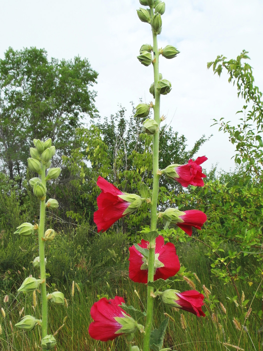 Image of Alcea rosea specimen.