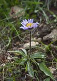 Erigeron thunbergii. Цветущее растение на осыпи. Камчатский край, Елизовский р-н, природный парк \"Вулканы Камчатки\", южный участок, кластер \"Налычевский\", подножие вулкана Дзензур. 23.08.2022.