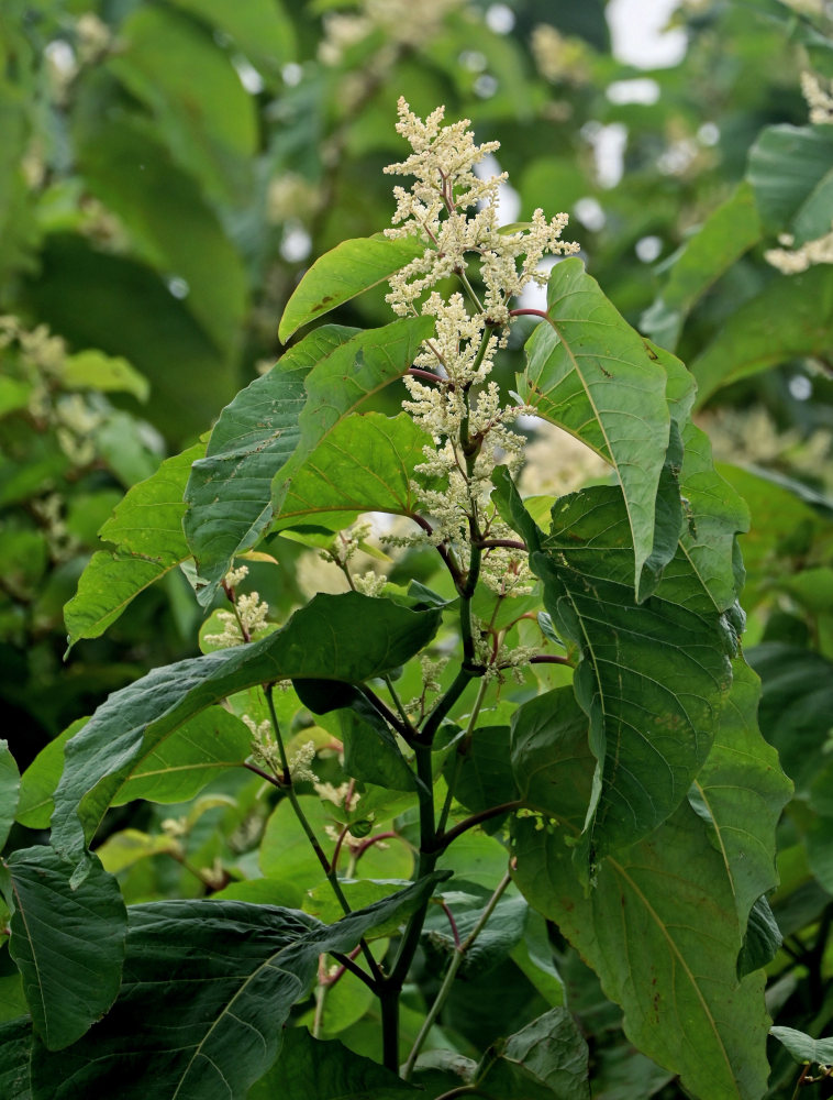 Изображение особи Reynoutria sachalinensis.