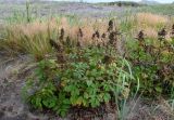 Aruncus dioicus