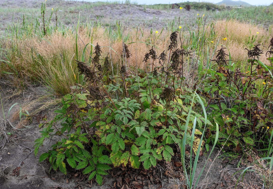 Изображение особи Aruncus dioicus.