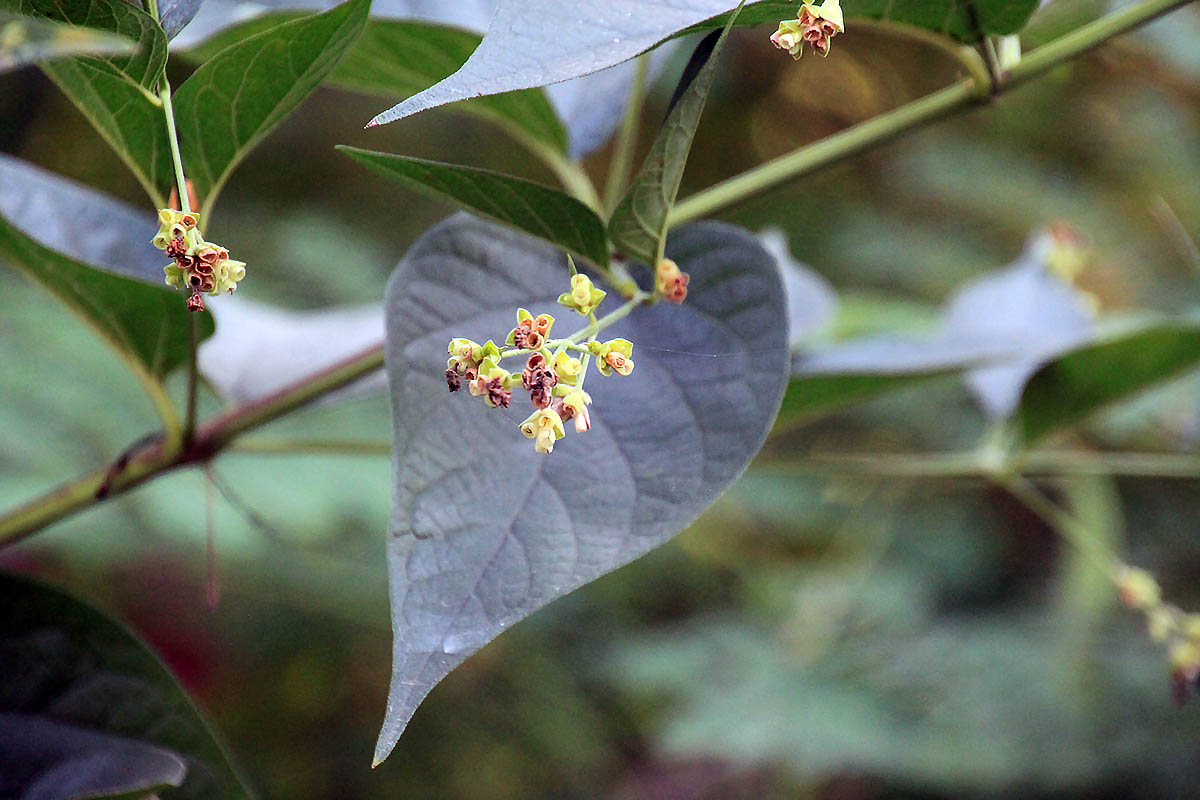 Image of Nyctanthes arbor-tristis specimen.