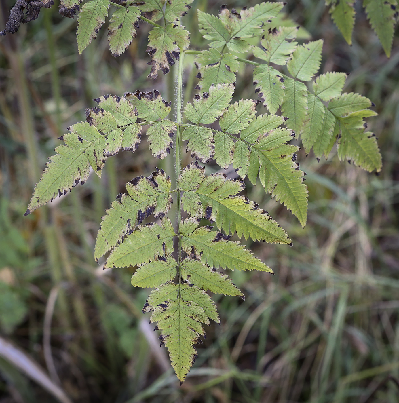 Изображение особи Chaerophyllum aureum.