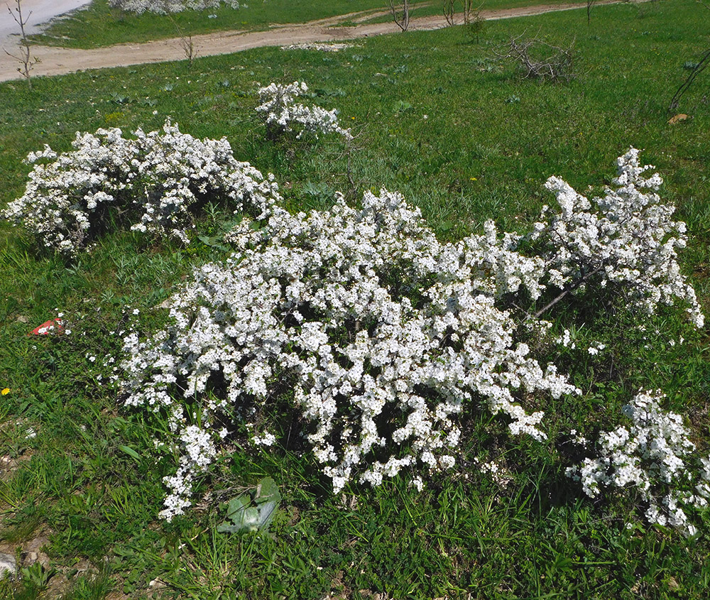 Image of Prunus spinosa specimen.