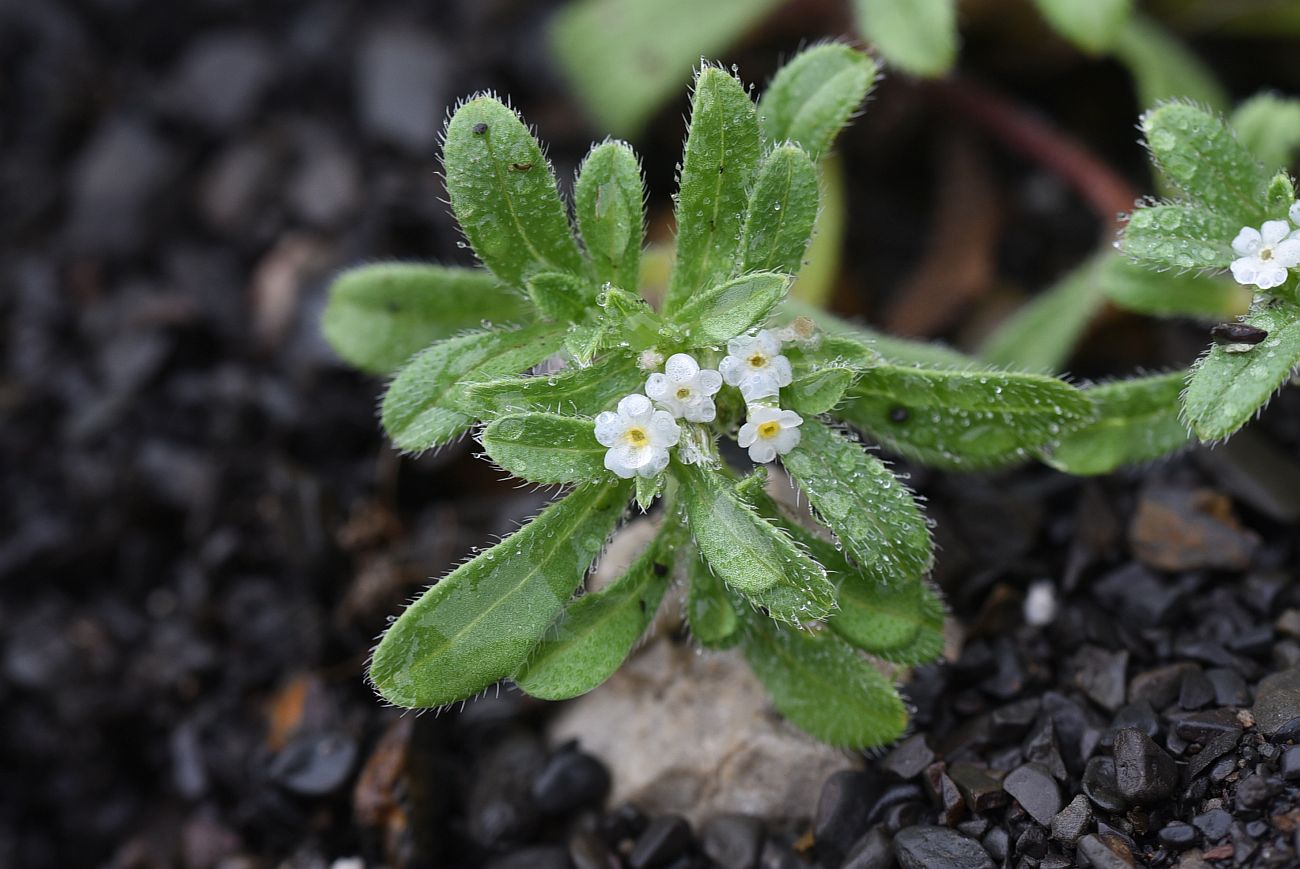 Изображение особи семейство Boraginaceae.