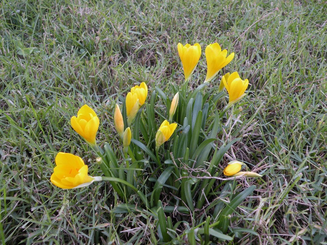 Изображение особи Sternbergia lutea.