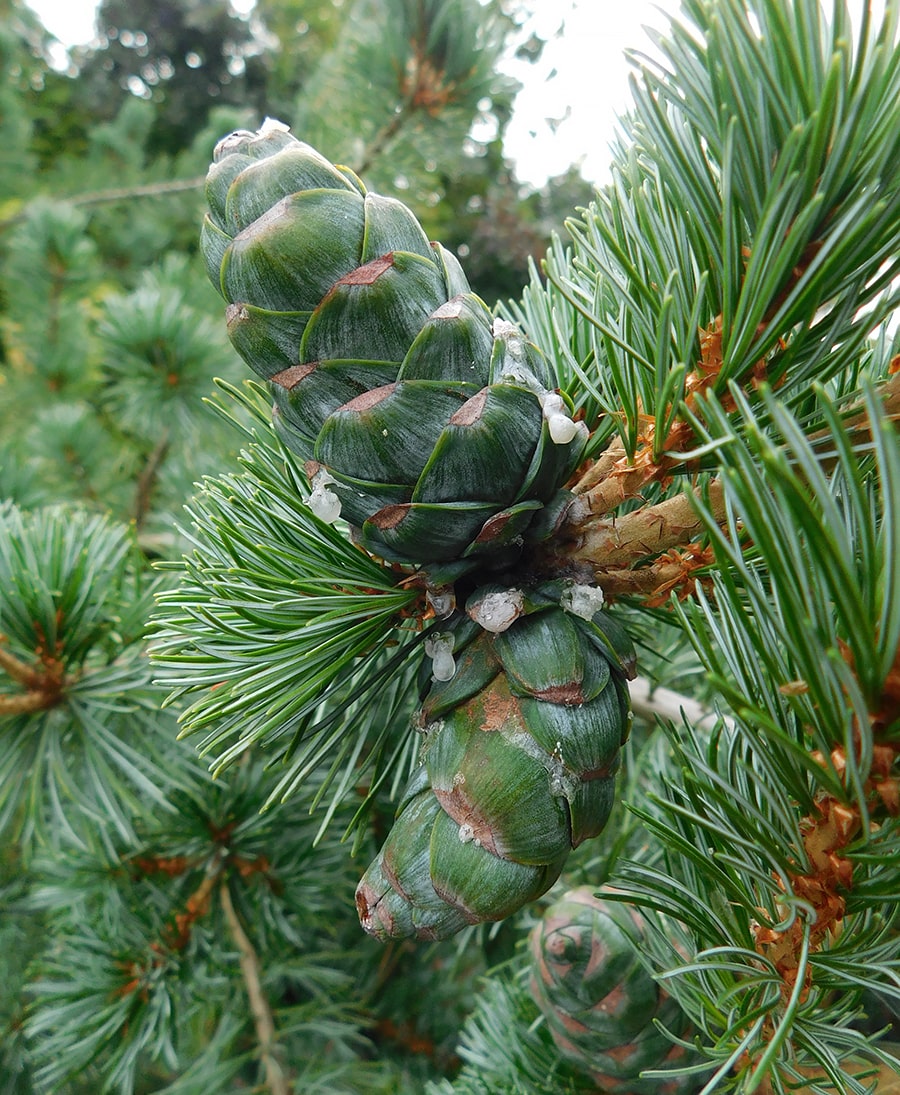 Image of Pinus parviflora specimen.