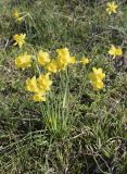 Narcissus assoanus. Цветущее растение. Испания, Каталония, пров. Барселона, комарка Осона, муниципалитет Рупит-и-Пруит, окр. водопада Сальт-де-Сальент, ≈802 м н.у.м., край известнякового плато. 24.03.2023.