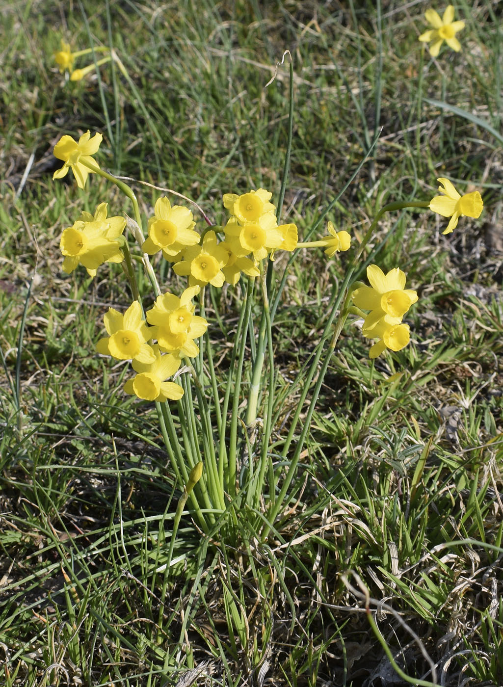 Image of Narcissus assoanus specimen.