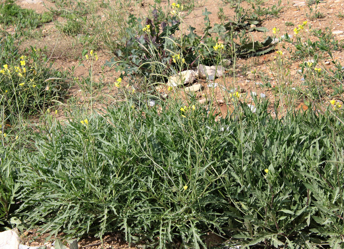 Image of Diplotaxis tenuifolia specimen.