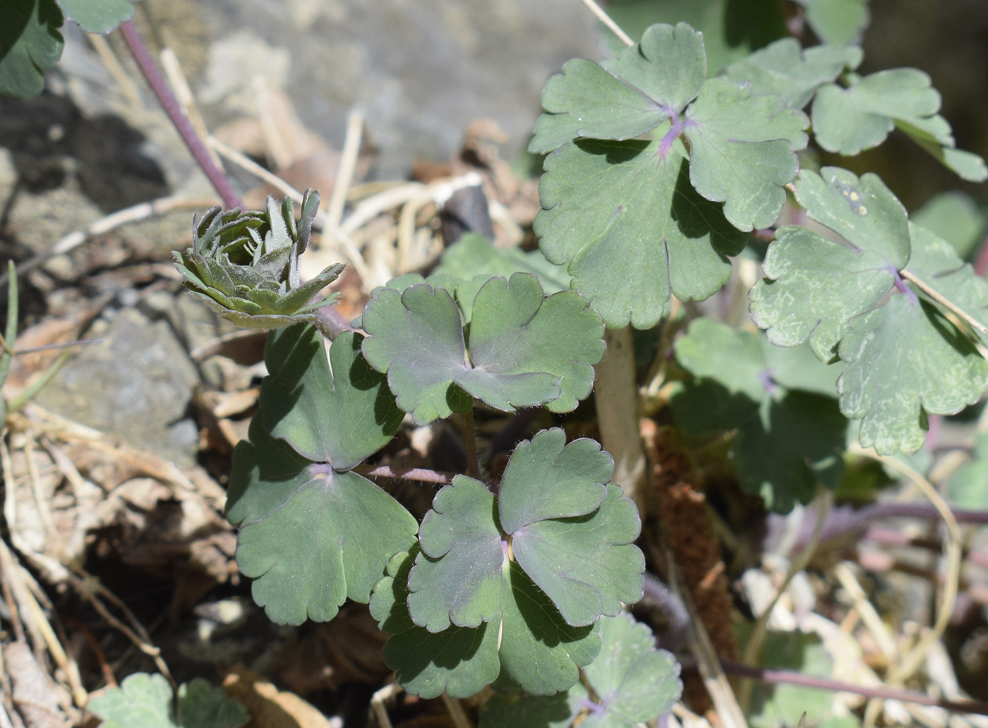 Изображение особи Aquilegia vulgaris.