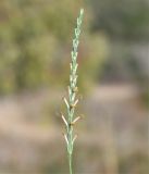 Crucianella imbricata