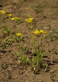 genus Ranunculus