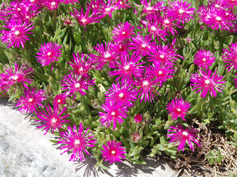 Image of Delosperma cooperi specimen.