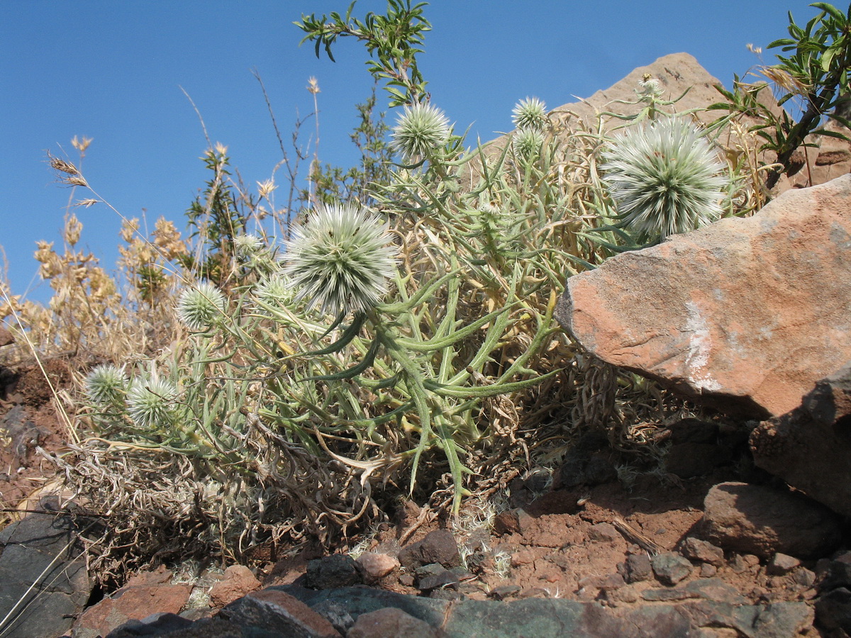 Image of Echinops fastigiatus specimen.