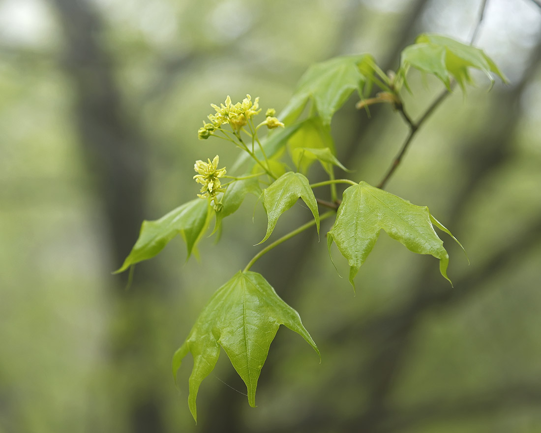 Image of Acer mono specimen.