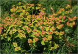 Euphorbia cyparissias