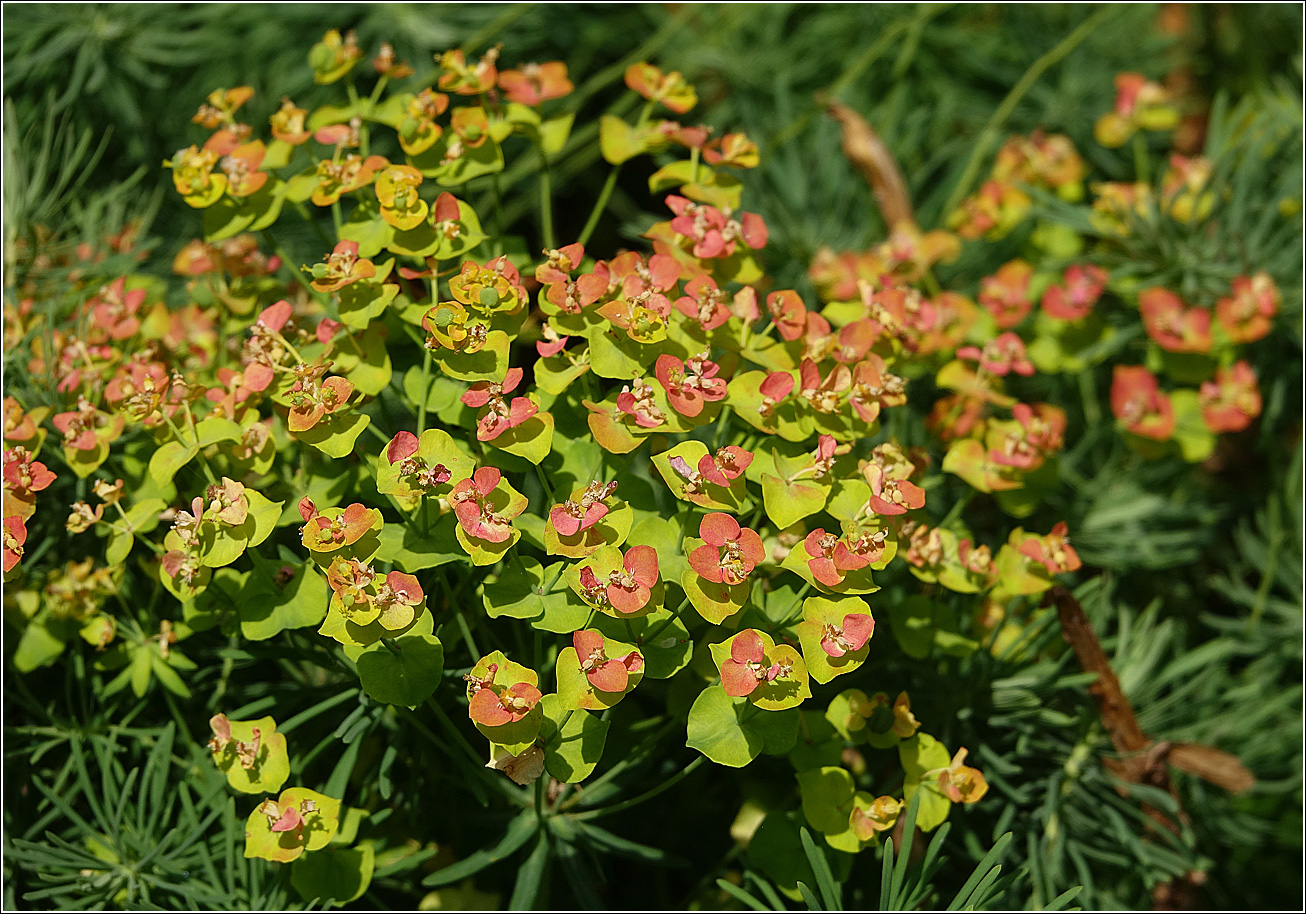 Изображение особи Euphorbia cyparissias.