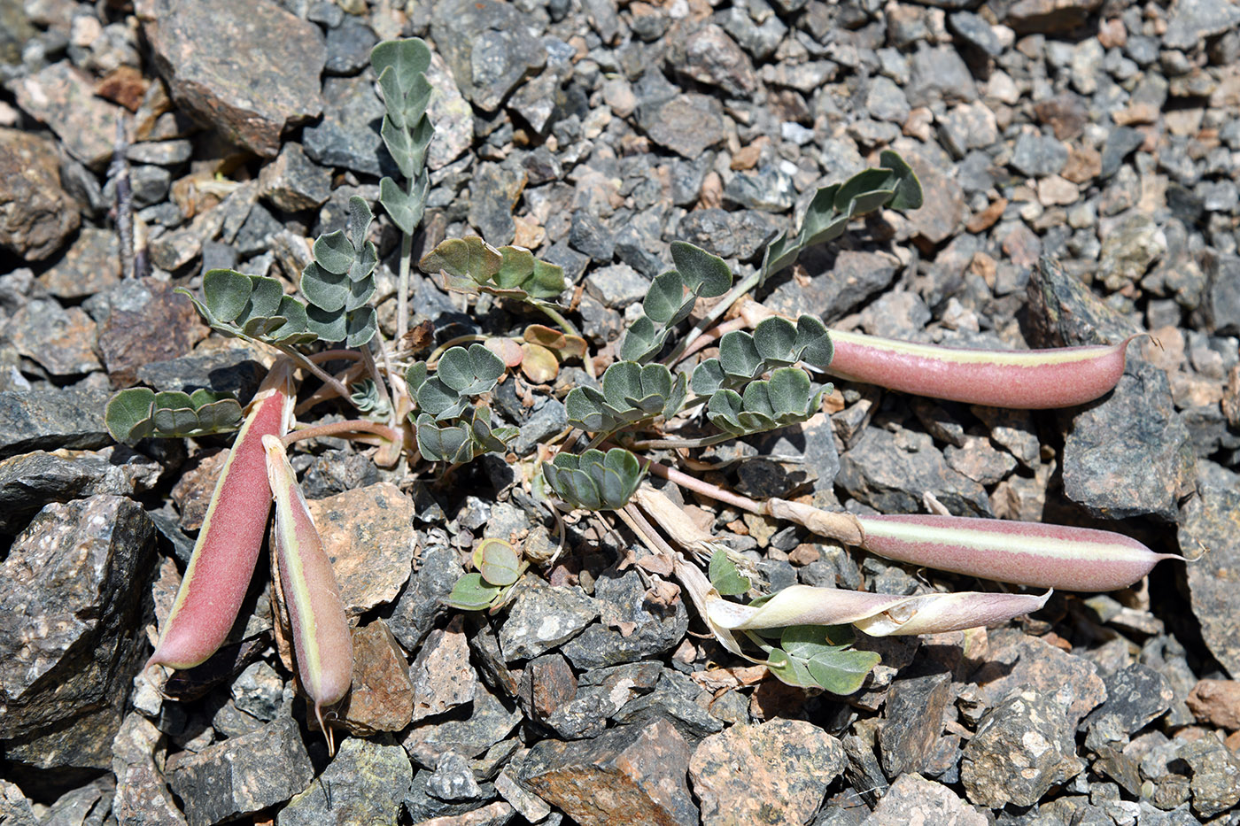 Image of Chesneya dshungarica specimen.