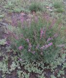 Astragalus macropterus