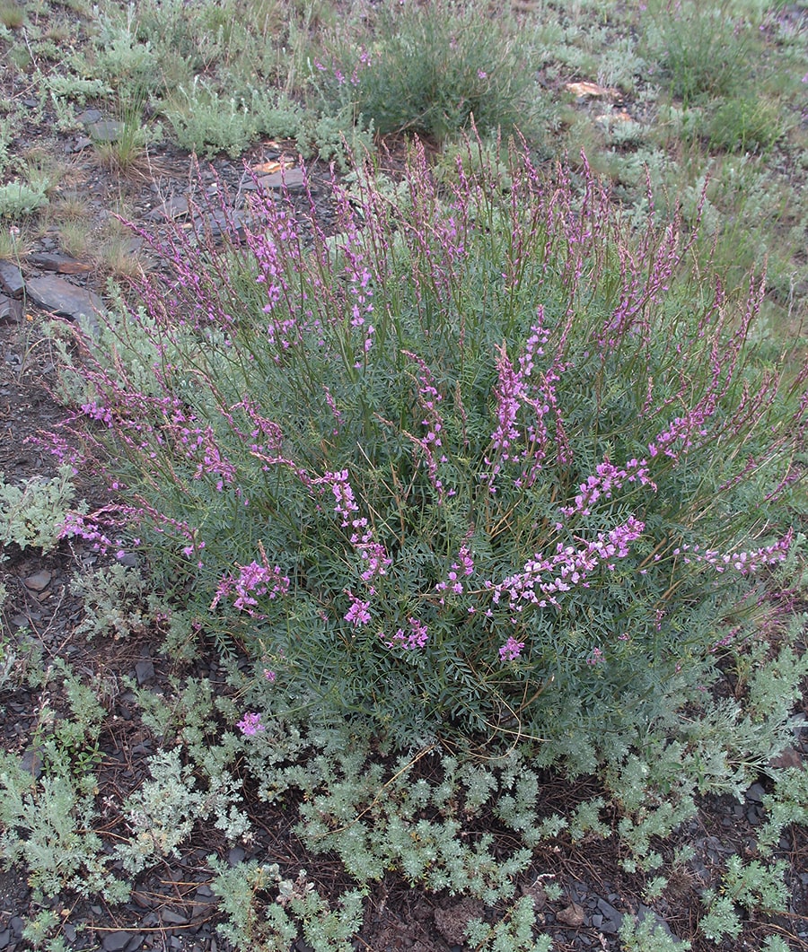 Image of Astragalus macropterus specimen.