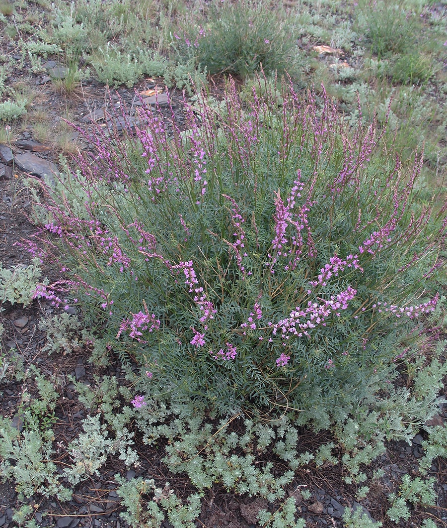 Изображение особи Astragalus macropterus.