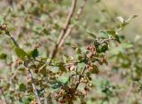 род Cotoneaster