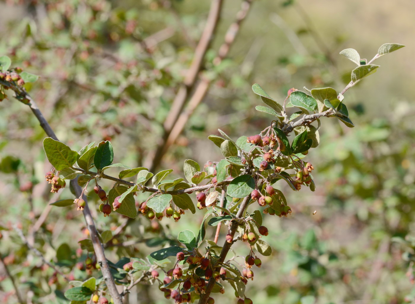 Изображение особи род Cotoneaster.