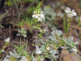 Euphrasia petiolaris