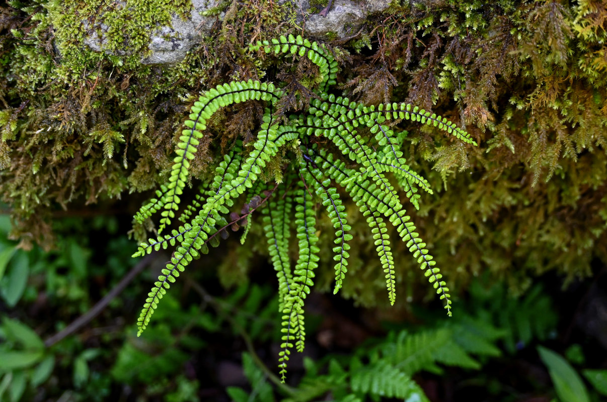 Изображение особи Asplenium trichomanes.