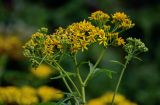 Senecio cannabifolius. Общее соцветие. Сахалин, Корсаковский гор. округ, окр. с. Новиково, приморский луг. 15.08.2022.