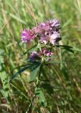 Trifolium lupinaster. Верхушка отцветающего растения. Республика Саха (Якутия), Хангаласский улус, левый берег р. Сиинэ (Синяя) выше устья р. Сылбах, каменистый пойменный луг. 28.07.2023.