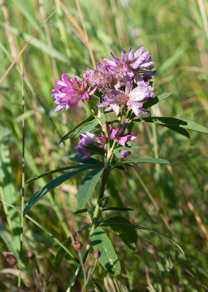 Image of Trifolium lupinaster specimen.