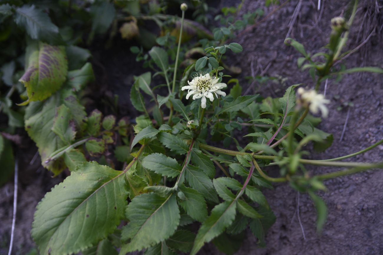 Image of Cephalaria gigantea specimen.