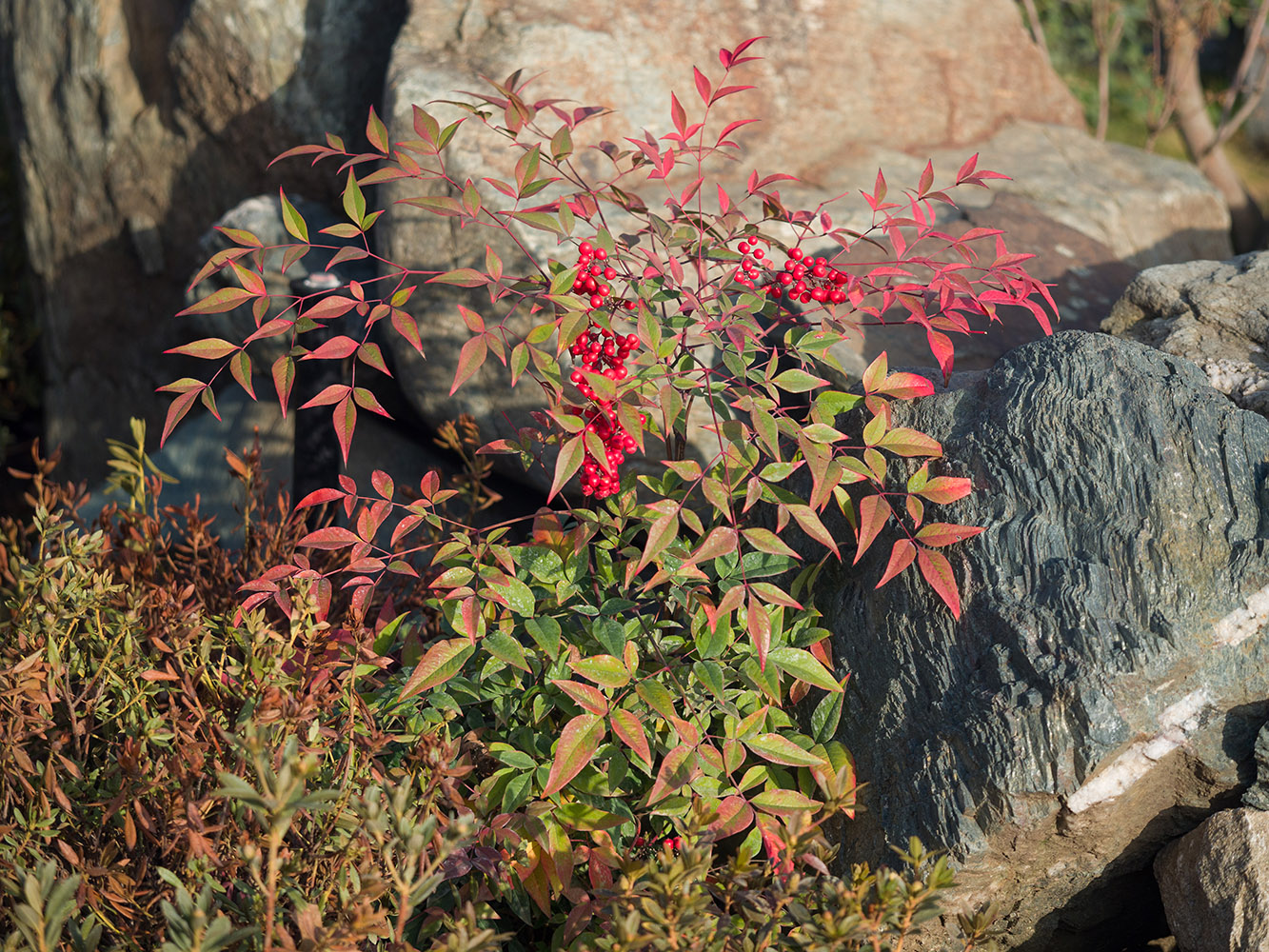 Изображение особи Nandina domestica.