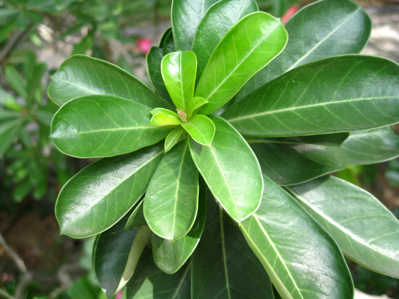 Image of Adenium obesum specimen.