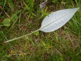 Cirsium heterophyllum. Лист вегетирующего растения (видна абаксиальная поверхность). Московская обл., г. Дубна, лесопарк, смешанный лес, небольшая поляна. 17.06.2023.