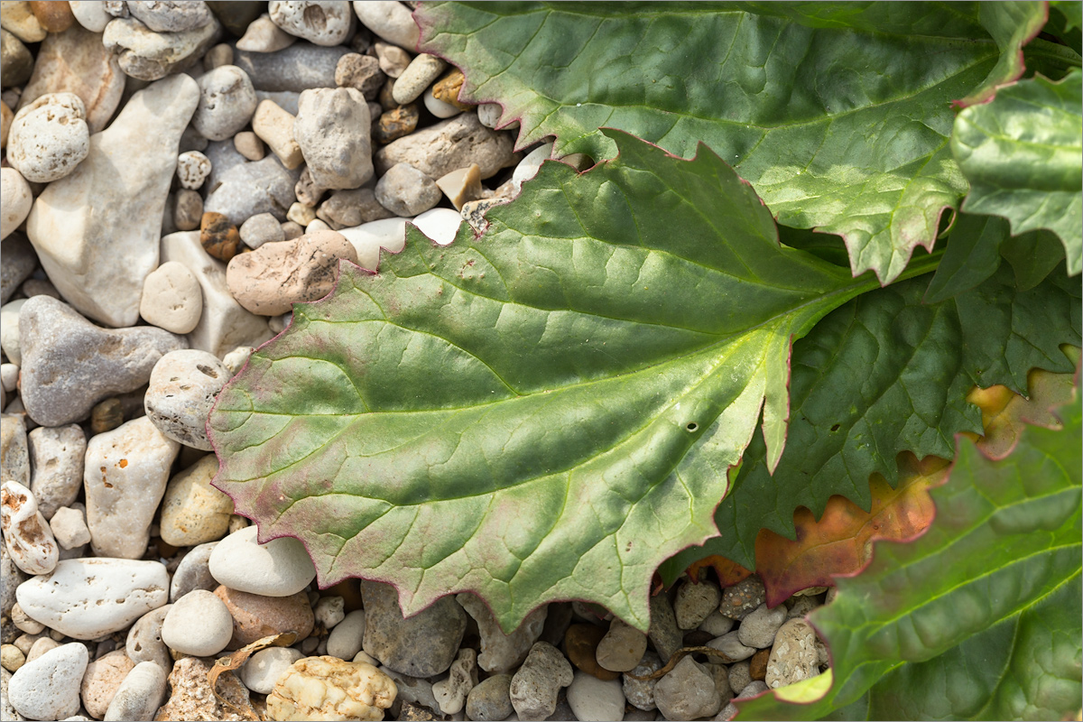 Image of Blitum virgatum specimen.