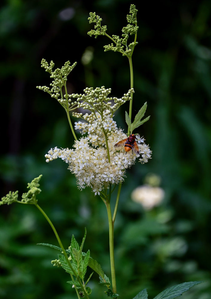 Изображение особи Filipendula ulmaria.